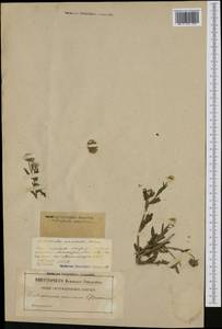 Calendula arvensis L., Western Europe (EUR) (France)