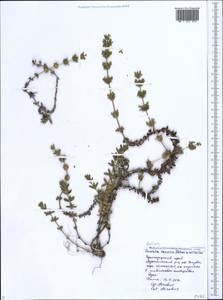 Cruciata taurica (Pall. ex Willd.) Ehrend., Caucasus, Black Sea Shore (from Novorossiysk to Adler) (K3) (Russia)