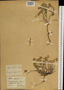 Alyssum lenense Adams, Siberia, Baikal & Transbaikal region (S4) (Russia)