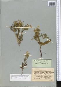 Arnebia coerulea Schipcz., Middle Asia, Pamir & Pamiro-Alai (M2) (Tajikistan)