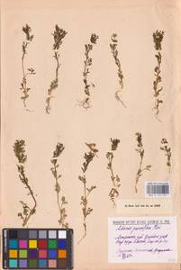 Adonis aestivalis L., Eastern Europe, Lower Volga region (E9) (Russia)