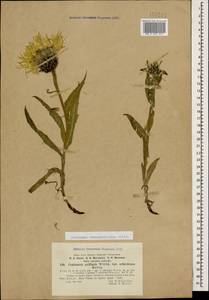 Centaurea cheiranthifolia Willd., Caucasus, Krasnodar Krai & Adygea (K1a) (Russia)