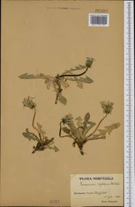 Taraxacum repletum (Dahlst.) Dahlst., Western Europe (EUR) (Norway)