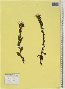 Aster amellus subsp. bessarabicus (Bernh. ex Rchb.) Soó, Caucasus, Krasnodar Krai & Adygea (K1a) (Russia)