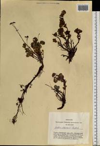 Hylotelephium ewersii (Ledeb.) H. Ohba, Siberia, Altai & Sayany Mountains (S2) (Russia)