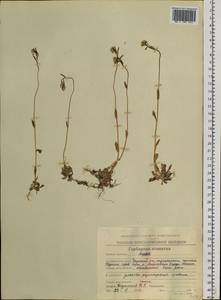 Draba hirta L., Siberia, Chukotka & Kamchatka (S7) (Russia)