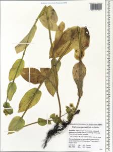 Bupleurum aureum Fisch., Siberia, Baikal & Transbaikal region (S4) (Russia)