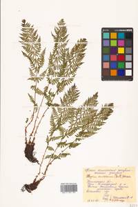 Pseudathyrium alpestre subsp. americanum (Butters), Siberia, Chukotka & Kamchatka (S7) (Russia)