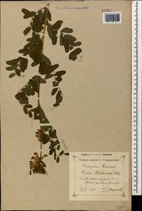 Vicia balansae Boiss., Caucasus, Krasnodar Krai & Adygea (K1a) (Russia)