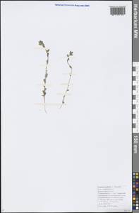 Legousia hybrida (L.) Delarbre, Caucasus, Krasnodar Krai & Adygea (K1a) (Russia)