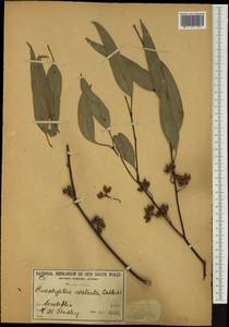 Eucalyptus camaldulensis, Australia & Oceania (AUSTR) (Australia)
