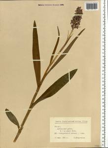 Dactylorhiza majalis subsp. baltica (Klinge) H.Sund., Eastern Europe, Latvia (E2b) (Latvia)