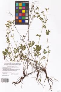 Potentilla longipes Ledeb., Eastern Europe, Eastern region (E10) (Russia)
