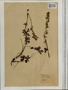 Aconitum, Siberia, Chukotka & Kamchatka (S7) (Russia)