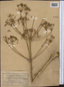 Ferula diversivittata Regel & Schmalh., Middle Asia, Kopet Dag, Badkhyz, Small & Great Balkhan (M1) (Turkmenistan)