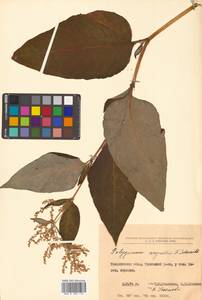 Koenigia weyrichii (F. Schmidt) T. M. Schust. & Reveal, Siberia, Russian Far East (S6) (Russia)