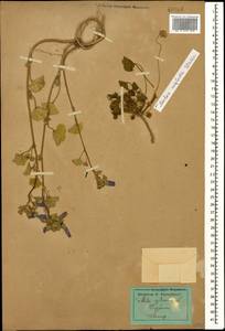 Malva sylvestris L., Caucasus, Dagestan (K2) (Russia)