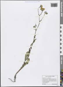 Crepis foetida subsp. rhoeadifolia (M. Bieb.) Celak., Eastern Europe, Moscow region (E4a) (Russia)