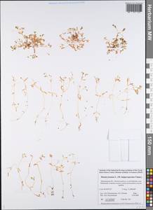 Montia fontana L., Eastern Europe, Northern region (E1) (Russia)