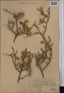 Caragana grandiflora (M.Bieb.)DC., Middle Asia, Western Tian Shan & Karatau (M3) (Kazakhstan)