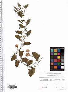 Convolvulus arvensis L., Eastern Europe, Middle Volga region (E8) (Russia)