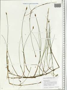 Carex chordorrhiza L.f., Eastern Europe, Central forest region (E5) (Russia)