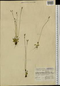 Primula egaliksensis Wormsk. ex Hornem., Siberia, Chukotka & Kamchatka (S7) (Russia)
