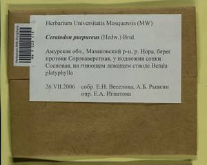 Ceratodon purpureus (Hedw.) Brid., Bryophytes, Bryophytes - Russian Far East (excl. Chukotka & Kamchatka) (B20) (Russia)