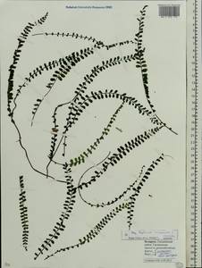 Asplenium trichomanes, Eastern Europe, Belarus (E3a) (Belarus)