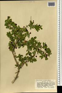 Lonicera microphylla Willd. ex Roem. & Schult., Mongolia (MONG) (Mongolia)