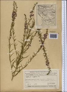 Lythrum virgatum L., Middle Asia, Muyunkumy, Balkhash & Betpak-Dala (M9) (Kazakhstan)