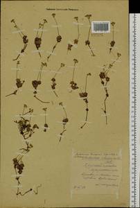 Androsace bungeana Schischk. & Bobrov, Siberia, Yakutia (S5) (Russia)