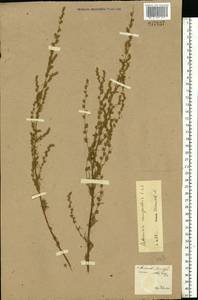 Artemisia campestris L., Eastern Europe, North Ukrainian region (E11) (Ukraine)