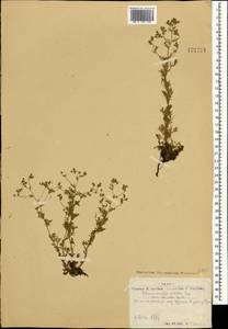 Chamaerhodos erecta (L.) Bunge, Mongolia (MONG) (Mongolia)