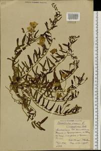 Convolvulus chinensis Ker Gawl., Siberia, Altai & Sayany Mountains (S2) (Russia)