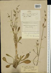 Silene densiflora d'Urv., Eastern Europe, North Ukrainian region (E11) (Ukraine)