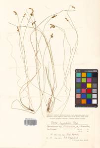 Carex umbrosa subsp. pseudosabynensis T.V.Egorova, Siberia, Russian Far East (S6) (Russia)