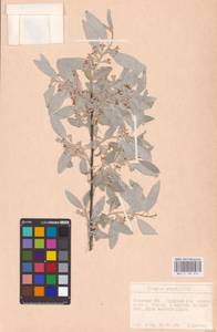 Elaeagnus angustifolia L., Eastern Europe, West Ukrainian region (E13) (Ukraine)