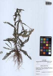 Achillea asiatica Serg., Siberia, Altai & Sayany Mountains (S2) (Russia)