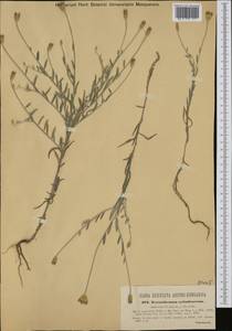Xeranthemum cylindraceum Sibth. & Sm., Western Europe (EUR) (Croatia)
