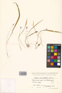 Allium monanthum Maxim., Siberia, Russian Far East (S6) (Russia)