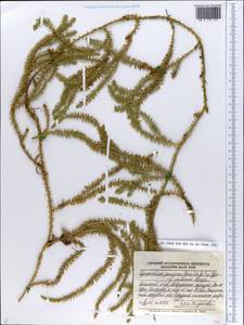 Spinulum annotinum subsp. dubium (Zoëga) J.H.Xue, Chepinoga & K.P.Ma, Eastern Europe, Northern region (E1) (Russia)