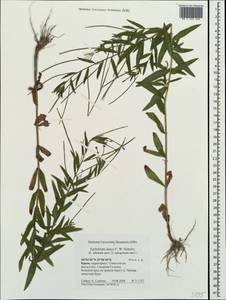 Epilobium tetragonum L., Crimea (KRYM) (Russia)