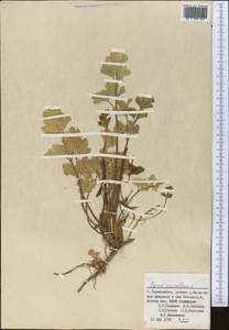 Apium graveolens L., Middle Asia, Pamir & Pamiro-Alai (M2) (Tajikistan)