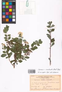 Spiraea ×vanhouttei (Briot) Zabel, Eastern Europe, Moscow region (E4a) (Russia)