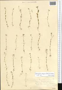 Eutrema salsugineum (Pall.) Al-Shehbaz & S.I. Warwick, Middle Asia, Dzungarian Alatau & Tarbagatai (M5) (Kazakhstan)