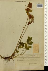 Trifolium canescens Willd., Caucasus, Azerbaijan (K6) (Azerbaijan)