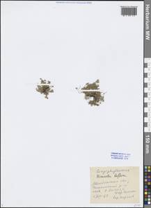 Cherleria biflora (L.) A. J. Moore & Dillenb., Siberia, Chukotka & Kamchatka (S7) (Russia)