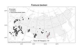 Festuca beckeri (Hack.) Trautv., Atlas of the Russian Flora (FLORUS) (Russia)