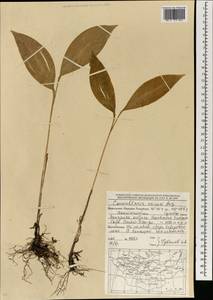 Convallaria keiskei Miq., Mongolia (MONG) (Mongolia)